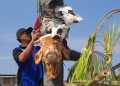 Tradisi sedekah laut.