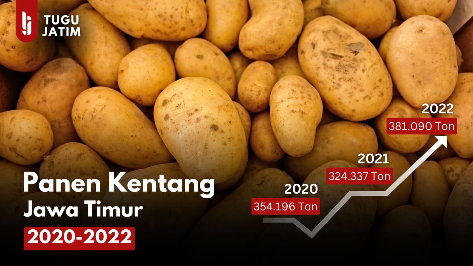 Panen sayur kentang terbanyak di Jawa Timur.