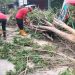 Pohon Tumbang di Menanggal Mojokerto Putuskan Kabel Telkom, Diduga Akibat Bekas Dibakar 8 Pohon tumbang.