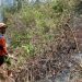 Pasca Gunung Panderman Batu Membara, Diduga Hampir 30 Hektare Hutan Hangus Terbakar 8 Gunung Panderman.