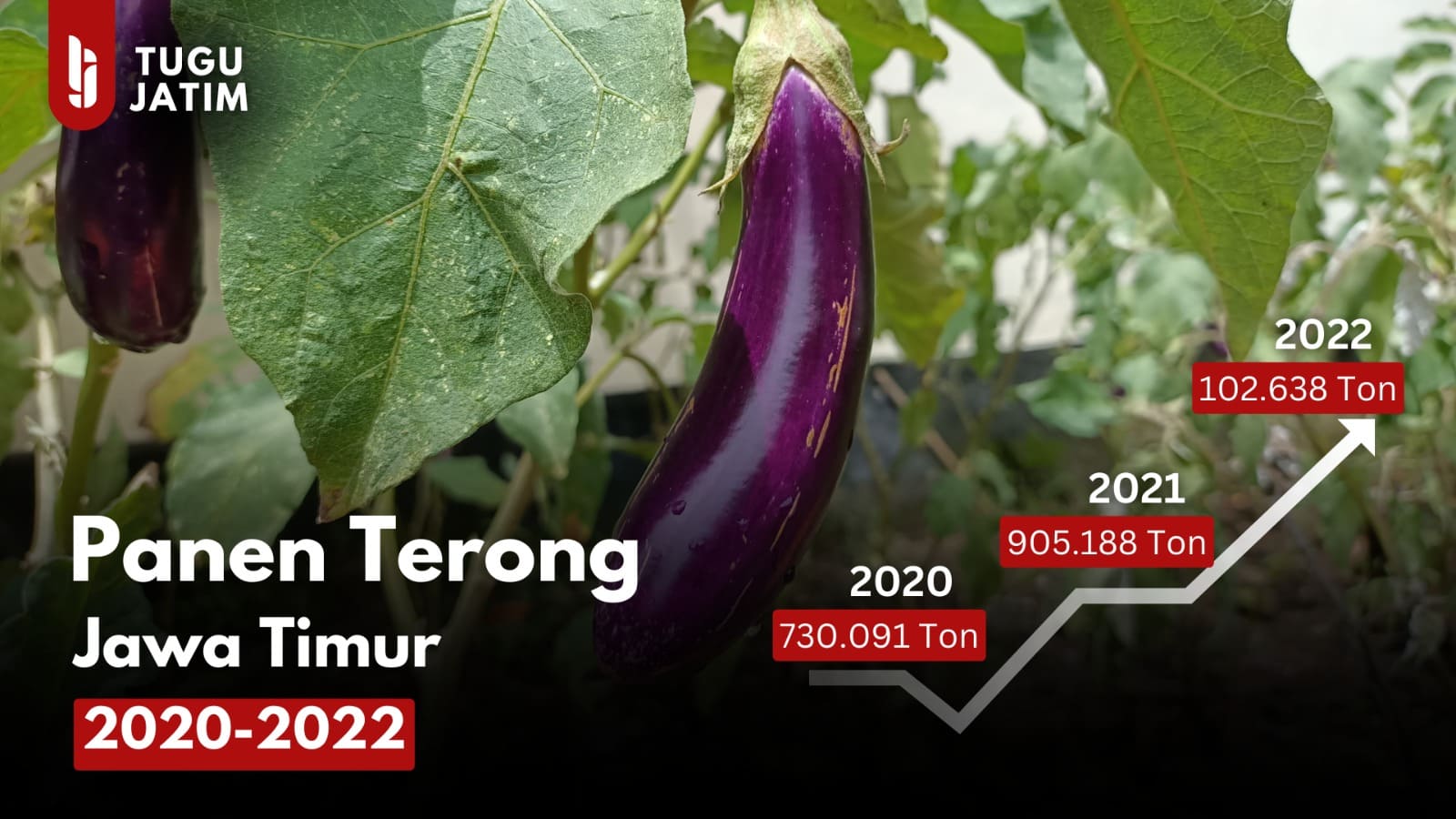 Panen sayur terung terbanyak di Jawa Timur.