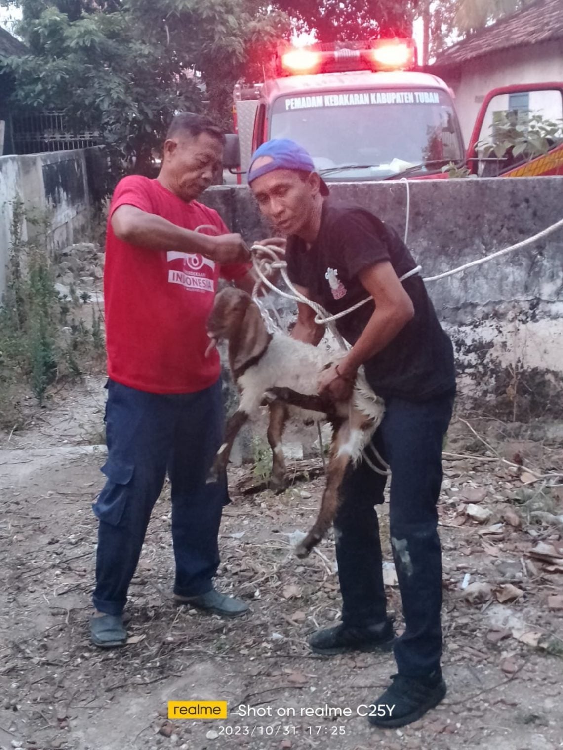 Anak kambing.