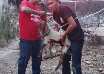 Anak kambing.