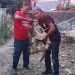 Anak kambing.