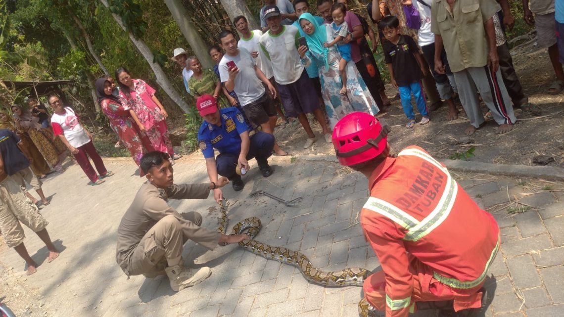Petugas Damkar Tuban dibantu Satpol PP Tuban mengevakuasi ular sanca di Desa Sukorejo, Kecamatan Singgahan, Kabupaten Tuban. Foto.: dok Damkar Tuban