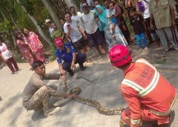 Ular Sanca Sepanjang 3 Meter Sembunyi di Jerami Usai Santap Ternak Warga Tuban
