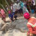 Ular Sanca Sepanjang 3 Meter Sembunyi di Jerami Usai Santap Ternak Warga Tuban