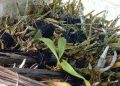 Ribuan Bibit Anggrek di Pasuruan Mati, Petani Rugi Puluhan Juta Rupiah