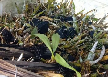 Ribuan Bibit Anggrek di Pasuruan Mati, Petani Rugi Puluhan Juta Rupiah