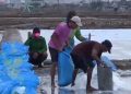 Produksi Garam di Pasuruan Meningkat 4 Kali Lipat Setelah Terus Anjlok 3 Tahun Terakhir