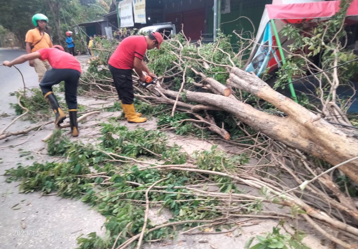 Pohon tumbang akibat terjangan angin kencang. Foto: BPBD Kabupaten Mojokerto