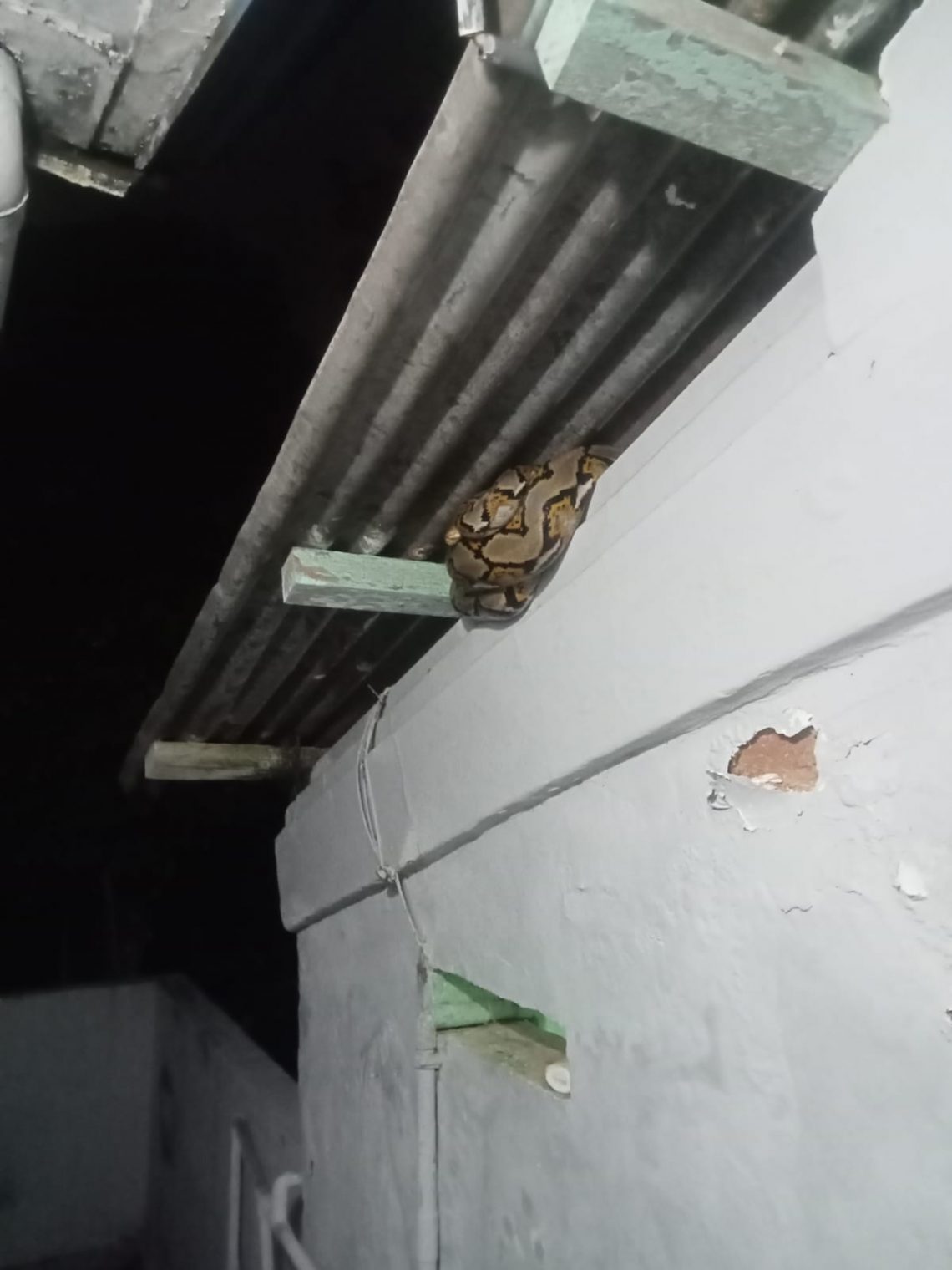 Laporan Gangguan Hewan Buas di Tuban Meningkat, 4 Ular Berhasil Dievakuasi 1 Ular ditemukan di atap rumah warga Tuban. Foto: dok Damkar Tuban