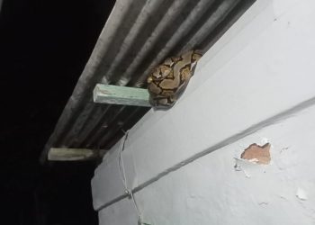 Laporan Gangguan Hewan Buas di Tuban Meningkat, 4 Ular Berhasil Dievakuasi