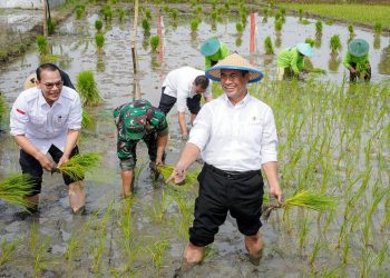 Pupuk subsidi.