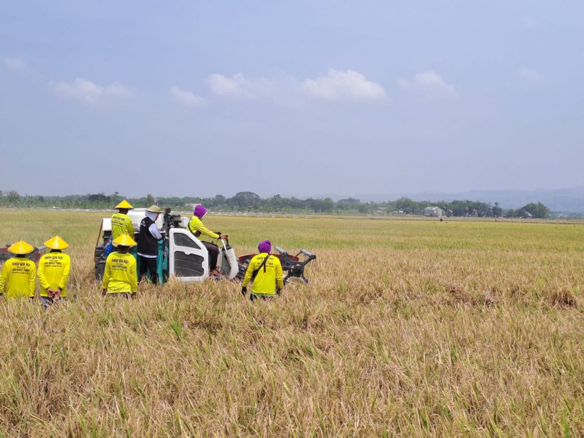 Produksi padi.