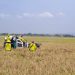 Kabupaten Tuban Masuk Lima Besar Produksi Padi Terbesar Se-Jawa Timur 9 Produksi padi.
