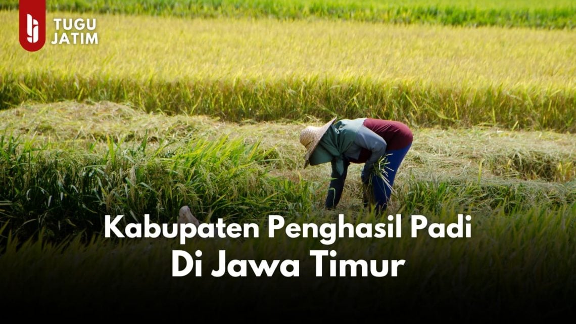 Kabupaten penghasil padi terbanyak di Jawa Timur.