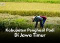 Kabupaten penghasil padi terbanyak di Jawa Timur.