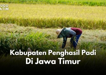 Kabupaten penghasil padi terbanyak di Jawa Timur.