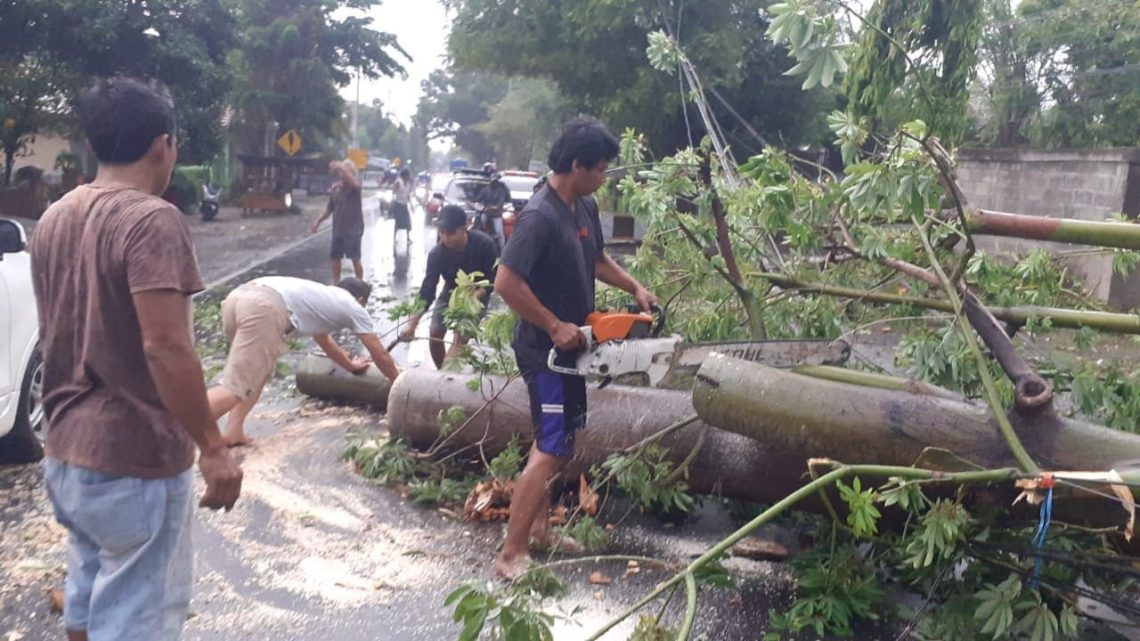 Pohon tumbang.