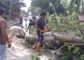 Pohon tumbang.