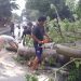 Pohon tumbang.