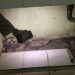 Bongkar Lantai Rumah, Pekerja Bangunan di Surabaya Temukan Bungkusan Diduga Isi Kerangka Bayi 8 Pekerja bangunan.