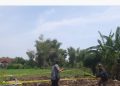 Satpol PP Tuban.