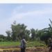 Satpol PP Tuban.