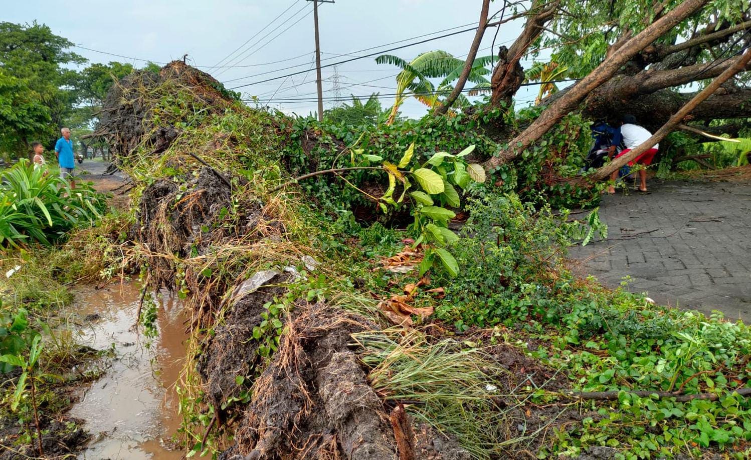 Pohon tumbang di SMPN 2 Grati.