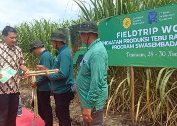 Kejar Target Swasembada Gula, Ditjen Perkebunan dan P3GI Pasuruan Bagikan 180 Ribu Bibit Varietas Unggul ke Petani Tebu