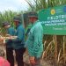 Kejar Target Swasembada Gula, Ditjen Perkebunan dan P3GI Pasuruan Bagikan 180 Ribu Bibit Varietas Unggul ke Petani Tebu