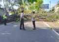 Tertimpa Pohon Tumbang di Malang, 2 Warga Bojonegoro Tewas