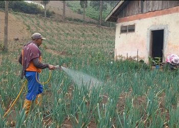 Produksi Bawang di Pasuruan Anjlok Selama Kemarau Panjang