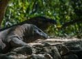 komodo dragon size