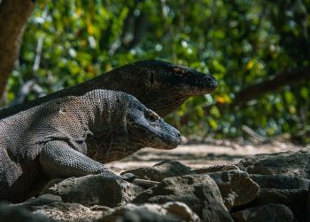 komodo dragon size
