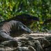Komodo Dragon Size: Exploring The Wonderful Komodo Island 13 komodo dragon size