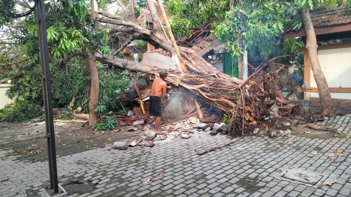 Waspada, Rentetan 10 Pohon Tumbang Terjadi di Kabupaten Pasuruan Selama 2 Pekan 1 Pohon tumbang di Kabupaten Pasuruan saat musim hujan. Foto: dok BPBD Kabupaten Pasuruan