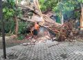 Waspada, Rentetan 10 Pohon Tumbang Terjadi di Kabupaten Pasuruan Selama 2 Pekan
