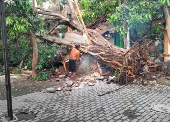 Waspada, Rentetan 10 Pohon Tumbang Terjadi di Kabupaten Pasuruan Selama 2 Pekan 2 Waspada, Rentetan 10 Pohon Tumbang Terjadi di Kabupaten Pasuruan Selama 2 Pekan