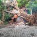 Waspada, Rentetan 10 Pohon Tumbang Terjadi di Kabupaten Pasuruan Selama 2 Pekan
