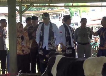 Dongkrak Produksi Susu Nasional, Wamentan Minta Peternak Pasuruan Tingkatkan Populasi Sapi Perah 1 Dongkrak Produksi Susu Nasional, Wamentan Minta Peternak Pasuruan Tingkatkan Populasi Sapi Perah