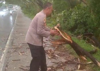 Berangkat Kerja, Pemotor Asal Batu Luka Tertimpa Dahan Pohon Tumbang di Jalan Nasional Pasuruan-Surabaya 1 Berangkat Kerja, Pemotor Asal Batu Luka Tertimpa Dahan Pohon Tumbang di Jalan Nasional Pasuruan-Surabaya