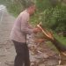 Berangkat Kerja, Pemotor Asal Batu Luka Tertimpa Dahan Pohon Tumbang di Jalan Nasional Pasuruan-Surabaya
