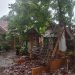 Pohon tumbang.