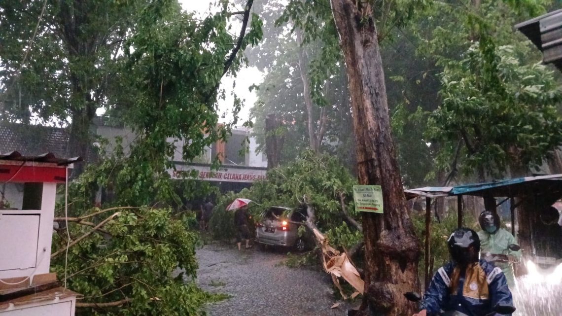 Pohon tumbang.