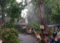 Pohon tumbang.