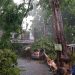 Pohon tumbang.