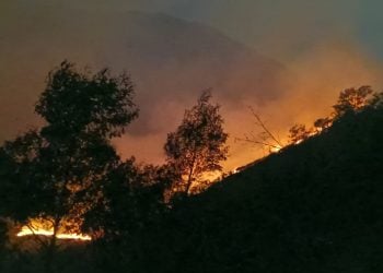 Penghijauan Area Bekas Karhutla di Kabupaten Mojokerto Dimulai Besok