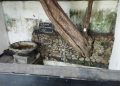 Sumber Towo di Makam Panjang Mojokerto, Sumber Air yang Diyakini Bertuah